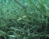 Deniz çayırları yok olursa Akdeniz de yok olur / If seagrass meadows disappear, the Mediterranean Sea will disappear